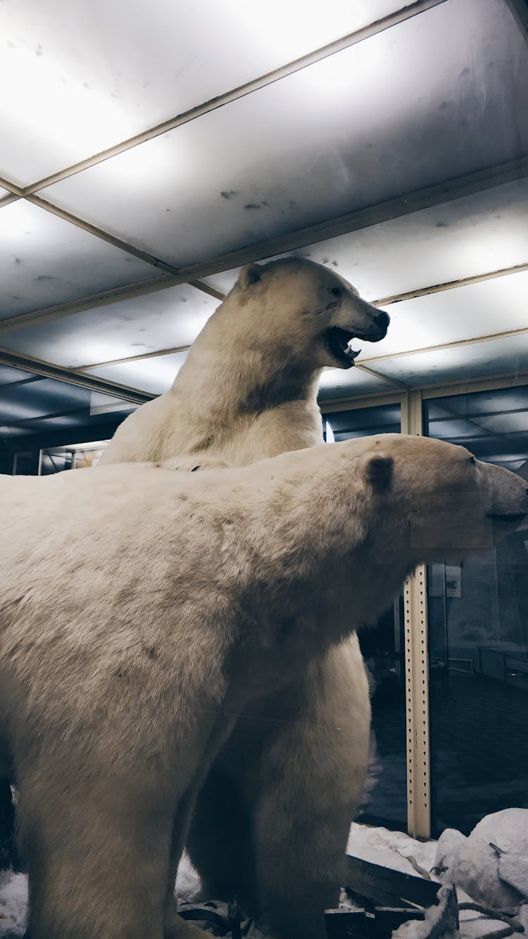 Stuffed Polar Bears On Display