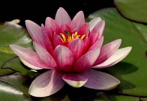 Free Pink Water Lilies Stock Photo