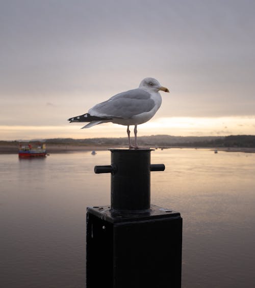 Perched Seagull 