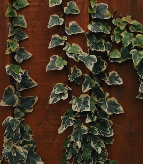 Close-up Photo of Moving Leaves