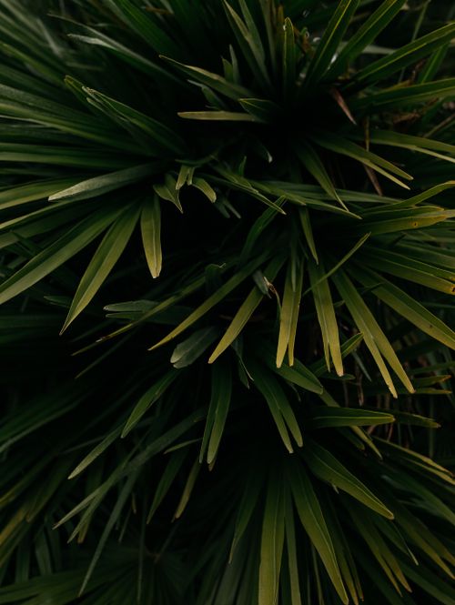 Free Detailed close-up shot of vibrant green spiky leaves showcasing plant growth and freshness. Stock Photo