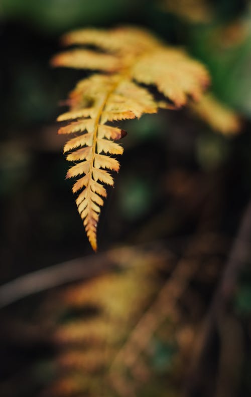 Close-Up Shot of a Fern Leaf 