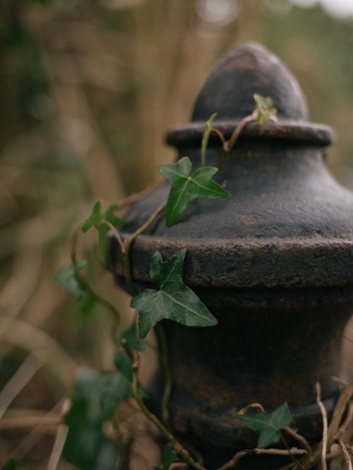 Free Detailed shot of green ivy climbing over a rusted metal post in a natural setting. Stock Photo