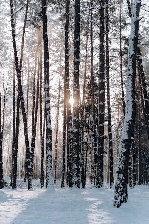 Fotobanka s bezplatnými fotkami na tému les, lesy, slnečné lúče