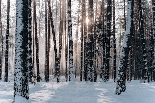 Free Woods Covered With Snow Stock Photo