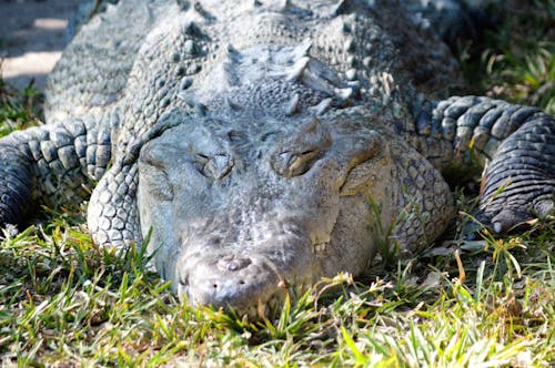 Kostenloses Stock Foto zu alligator, fleischfresser, gras