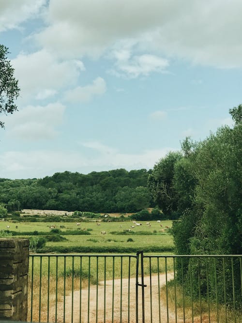 Fence near grassland with animals