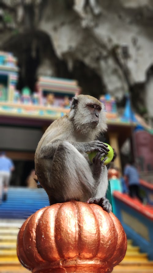 Δωρεάν στοκ φωτογραφιών με θηλαστικό, μαϊμού, μακάκος Φωτογραφία από στοκ φωτογραφιών
