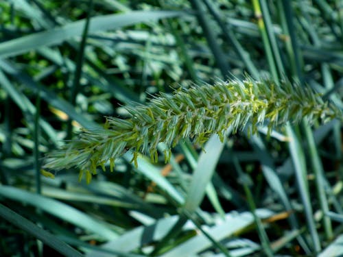 Tanaman Daun Hijau