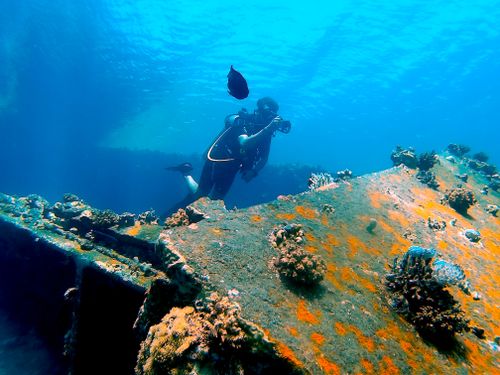 Free Diver explores vibrant marine life around a sunken shipwreck, surrounded by coral and fish. Stock Photo