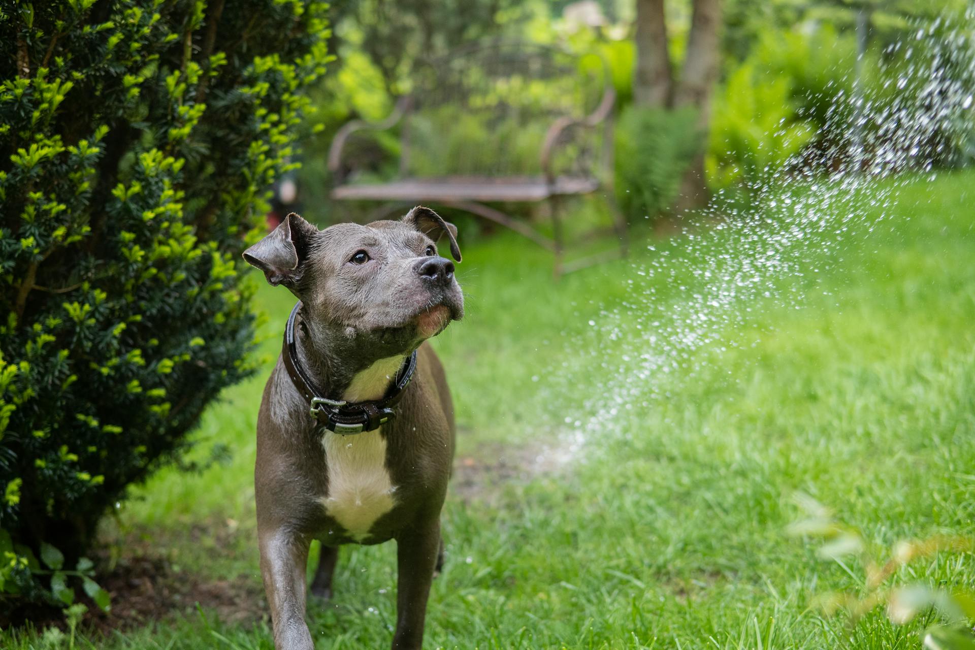 Een natte Amerikaanse Staffordshire Terrier