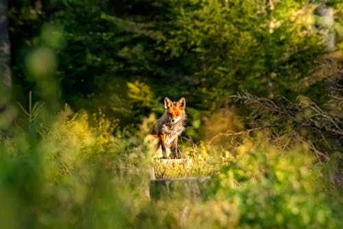 Free A Red Fox in the Wild Stock Photo