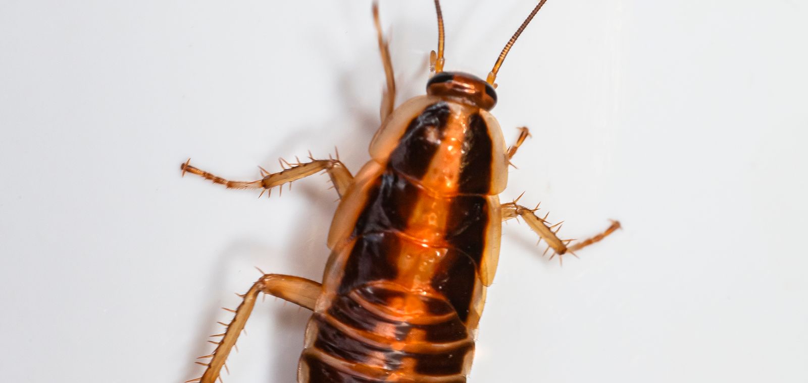 Cockroach on a white surface
