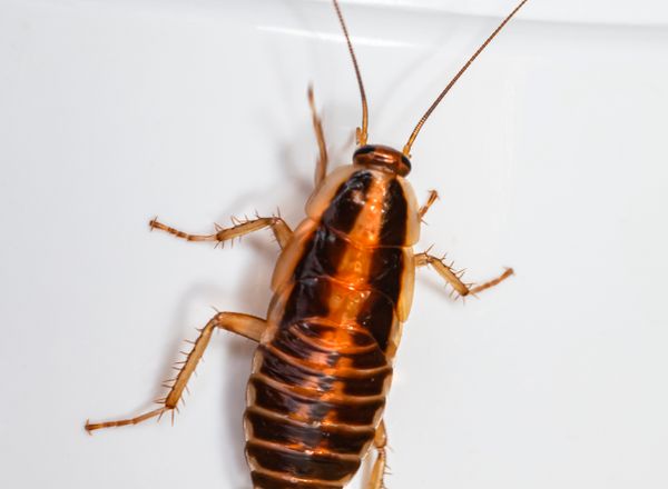 Cockroach on a white surface