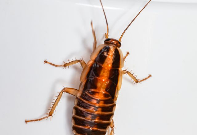 Cockroach on a white surface