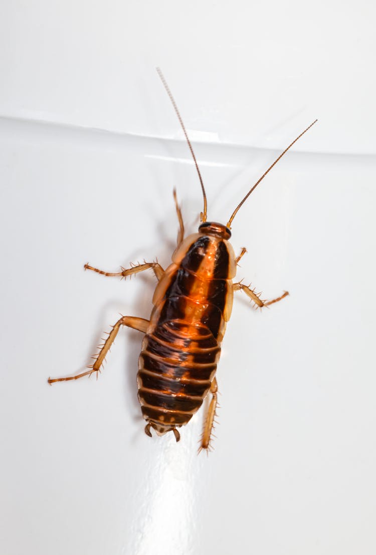 Close-Up Shot Of A Cockroach