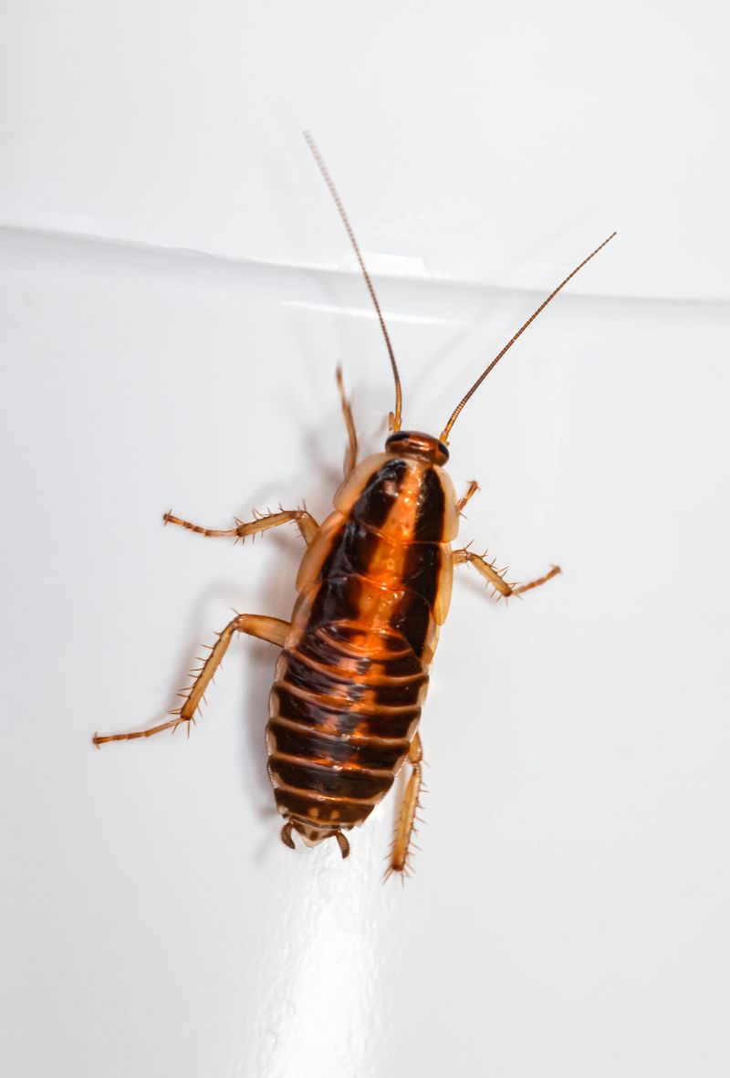 Cockroach control treatment for a property in Torrox Costa