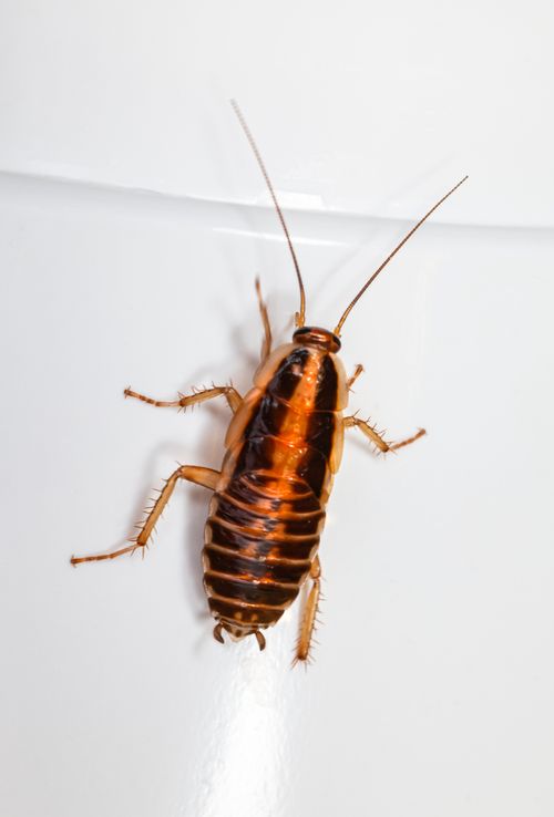 Free Close-up image of a cockroach on a white surface, highlighting insect details. Stock Photo