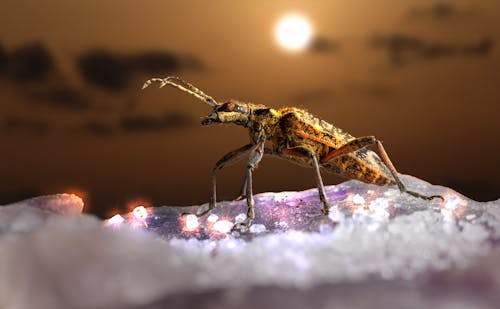 Free Weevil in Macro Photography Stock Photo