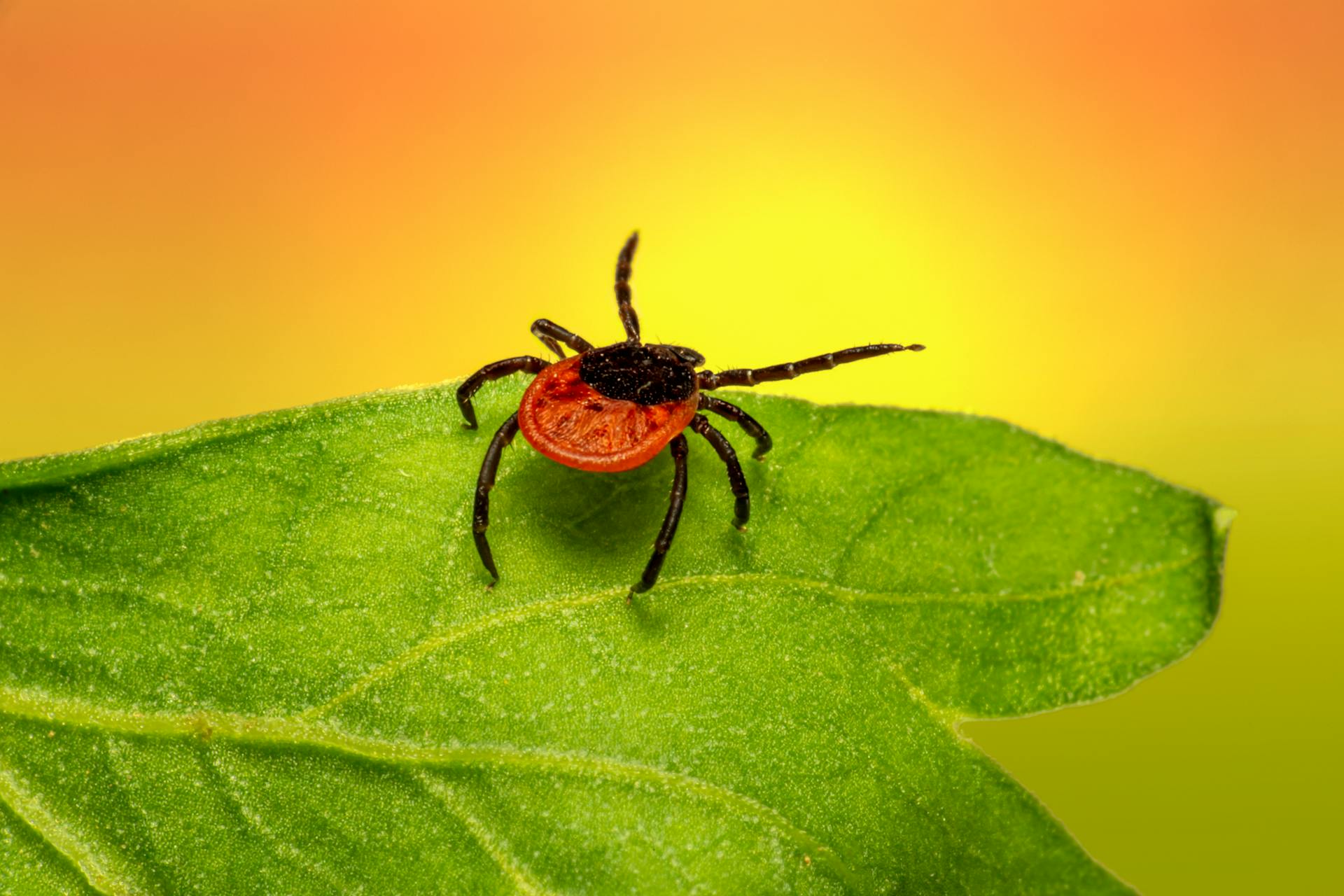 Tick in Macro Photography