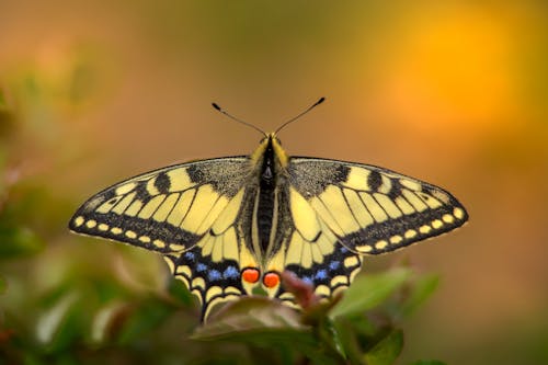 Close-Up Shot of a Butterfly 