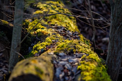 Free Close-up of sunlit moss and lichen on a fallen log in a serene forest setting. Stock Photo