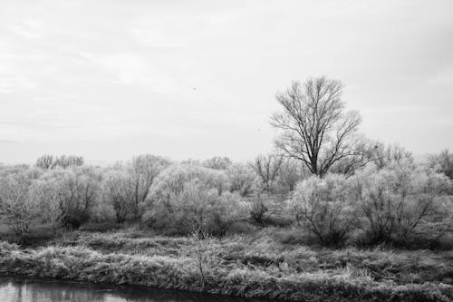 Monochrome Photo of Trees