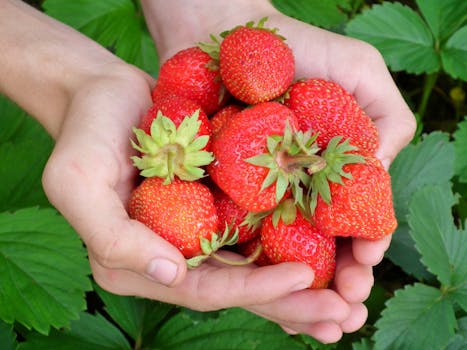 Strawberries Fruit