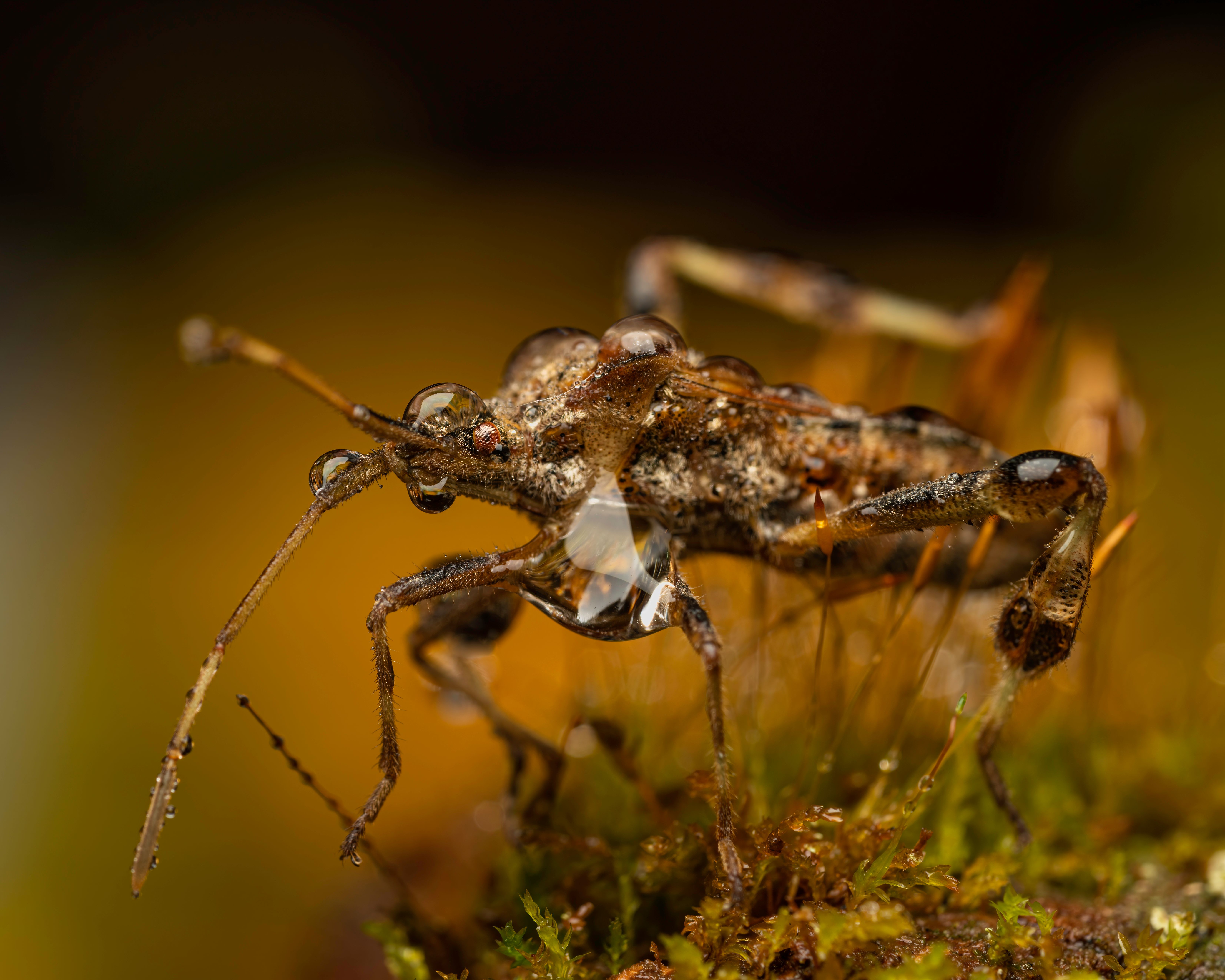 Close-up image of an assassin bug showcasing intricate details and water droplets.