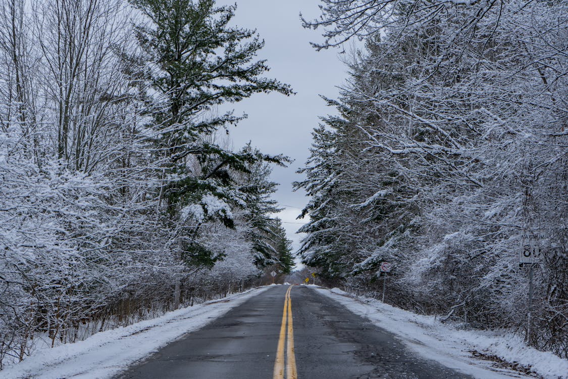 Foto profissional grátis de árvores, árvores sem folhas, estrada vazia