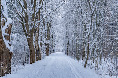A Forest Path Covered in Snow 