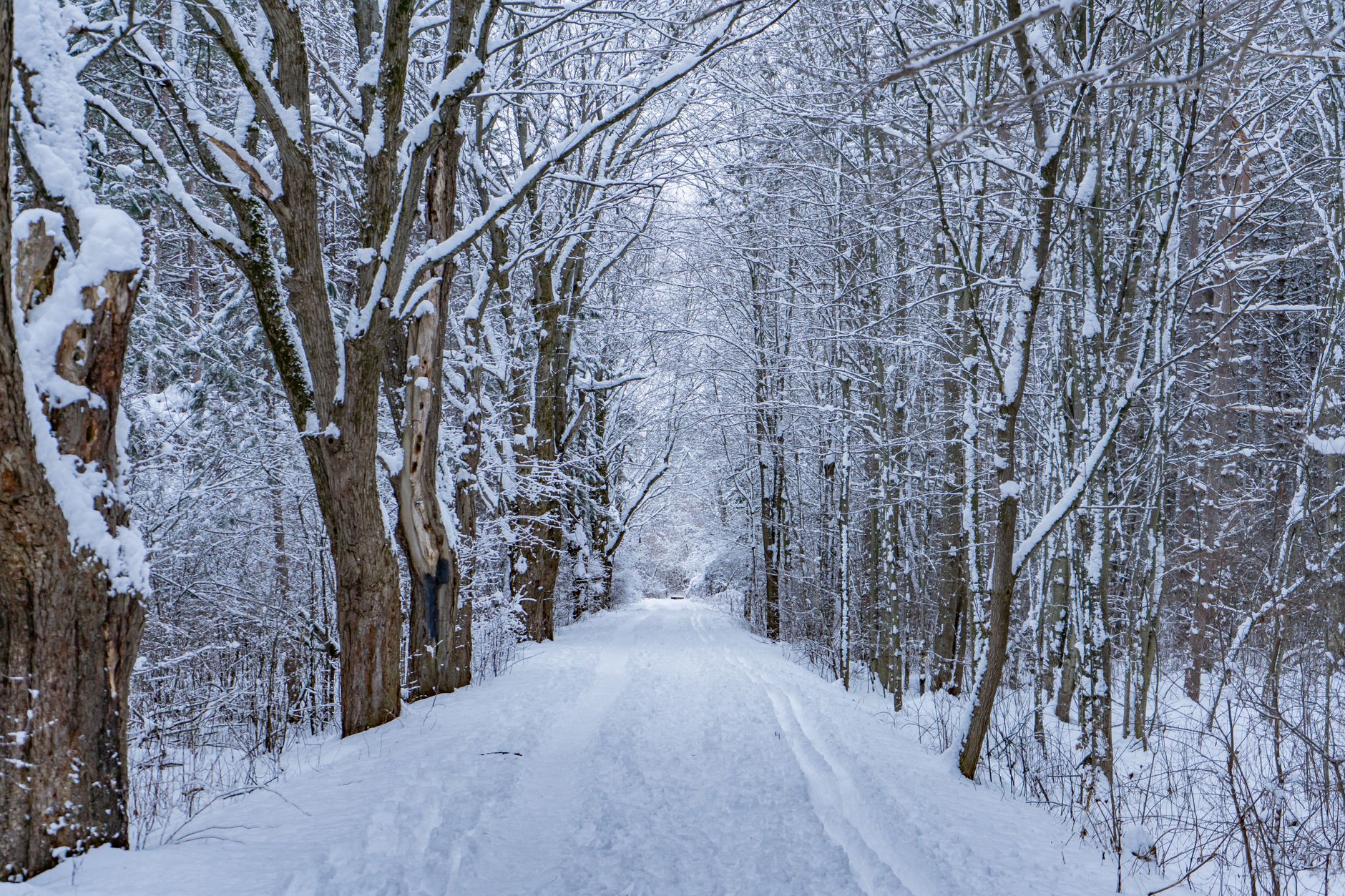 A serene snowy path through a leafless winter forest in Ottawa, Canada, offering tranquil winter scenery.