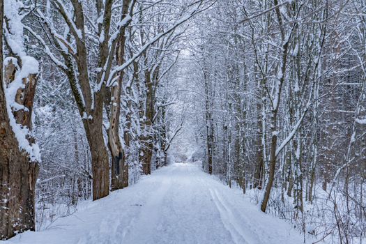 A serene snowy path through a leafless winter forest in Ottawa, Canada, offering tranquil winter scenery.