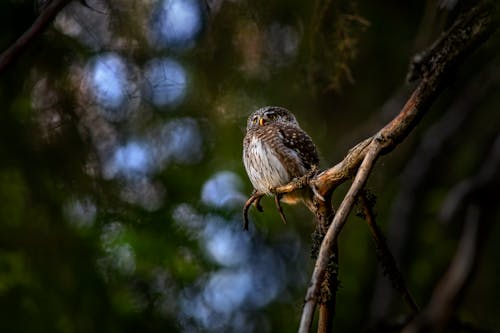 A Eurasian Pygmy Owl Perched on a Branch 