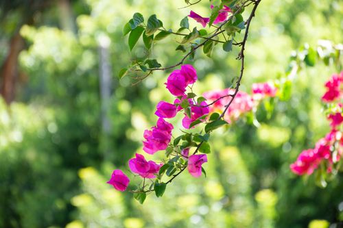 Free Close-up of vibrant pink bougainvillea amidst lush green foliage, showcasing nature's beauty. Stock Photo