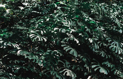 Close-up Photo of Green Leaves Plant