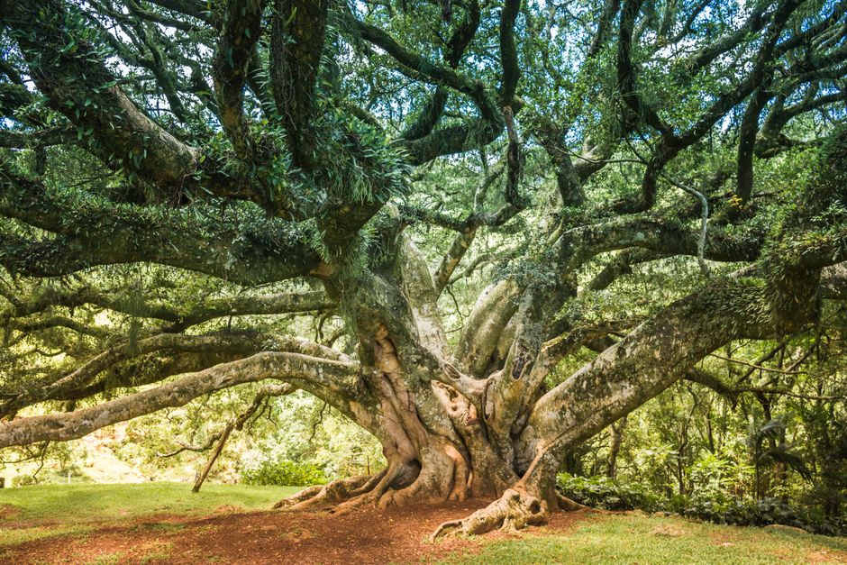 A strong oak tree symbolizing long-term, rooted growth - seo for C-suite executives A strong oak tree symbolizing long-term, rooted growth - seo for C-suite executives