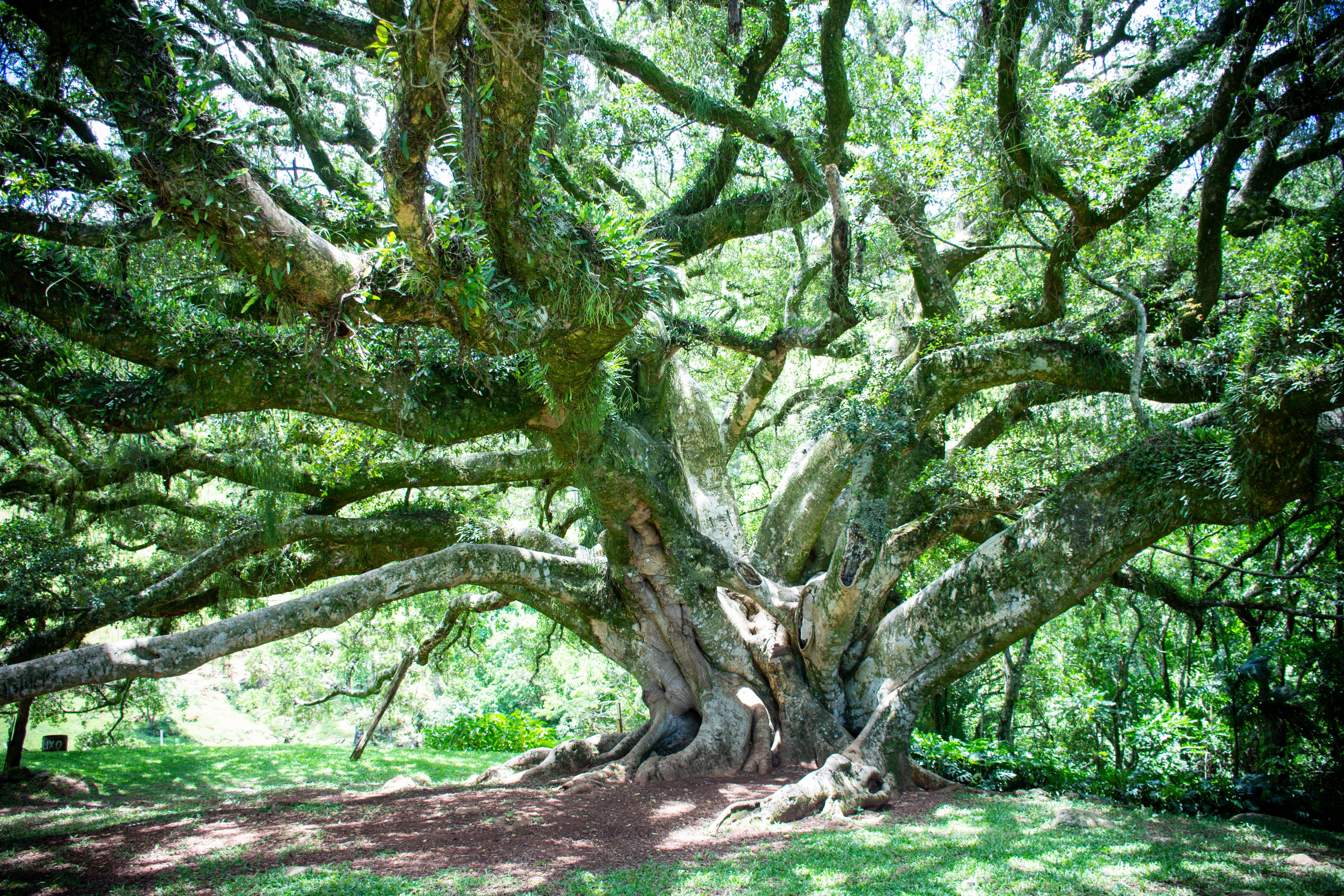 Image Of A Big Shady Tree Showing Roots Photos, Download The BEST Free ...