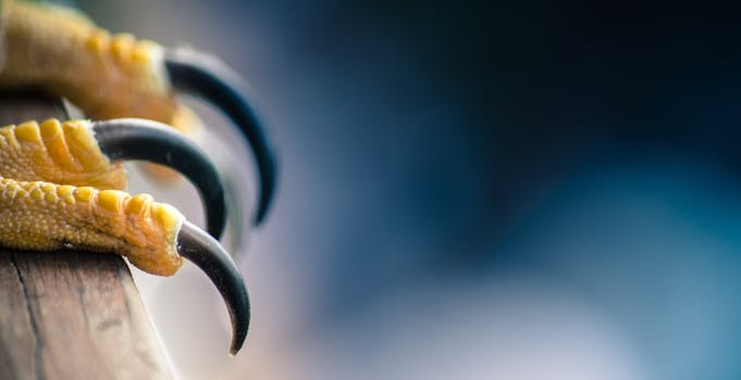 Macro image highlighting the sharp talons and texture of a bird's claws.