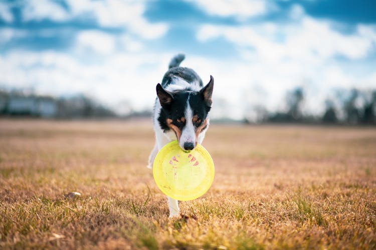 A Dog With A Frisbee 