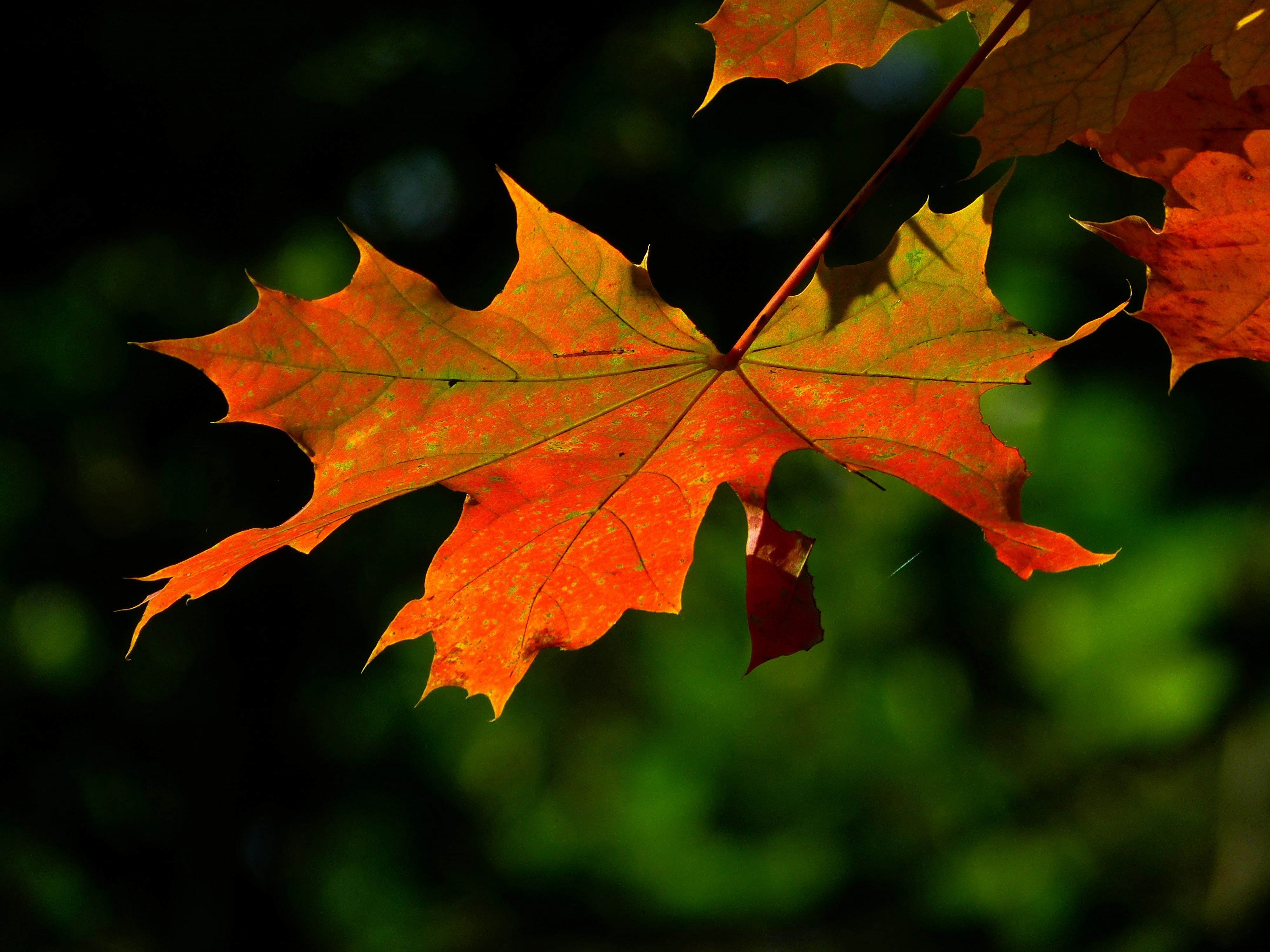  Autumn  Leaves   Free Stock Photo