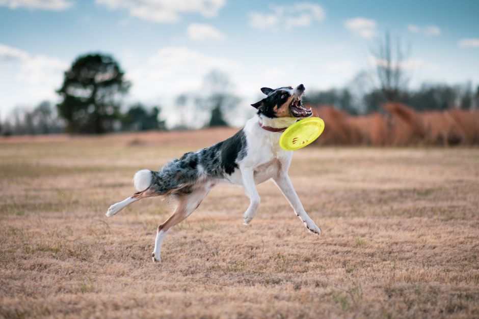 İleri İtaat Eğitimi ile Köpeğiniz Arasındaki Bağı Nasıl Güçlendirirsiniz?