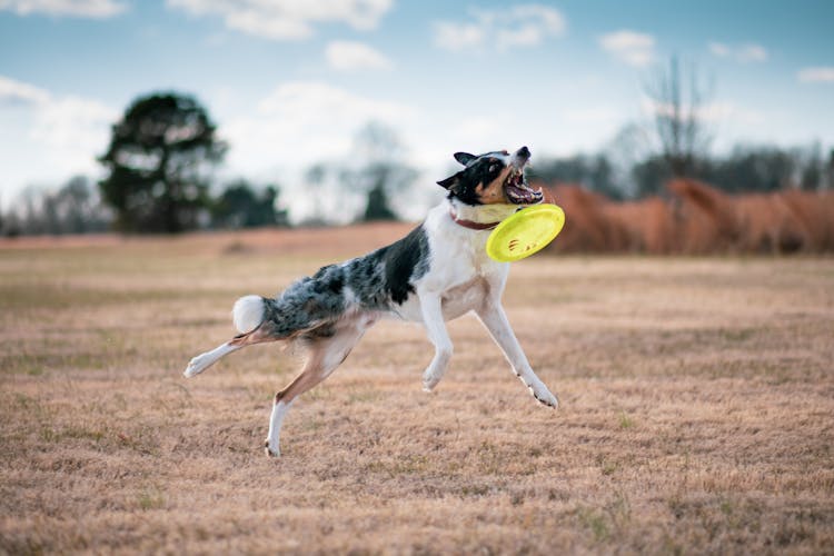 A Dog Catching A Frisbee