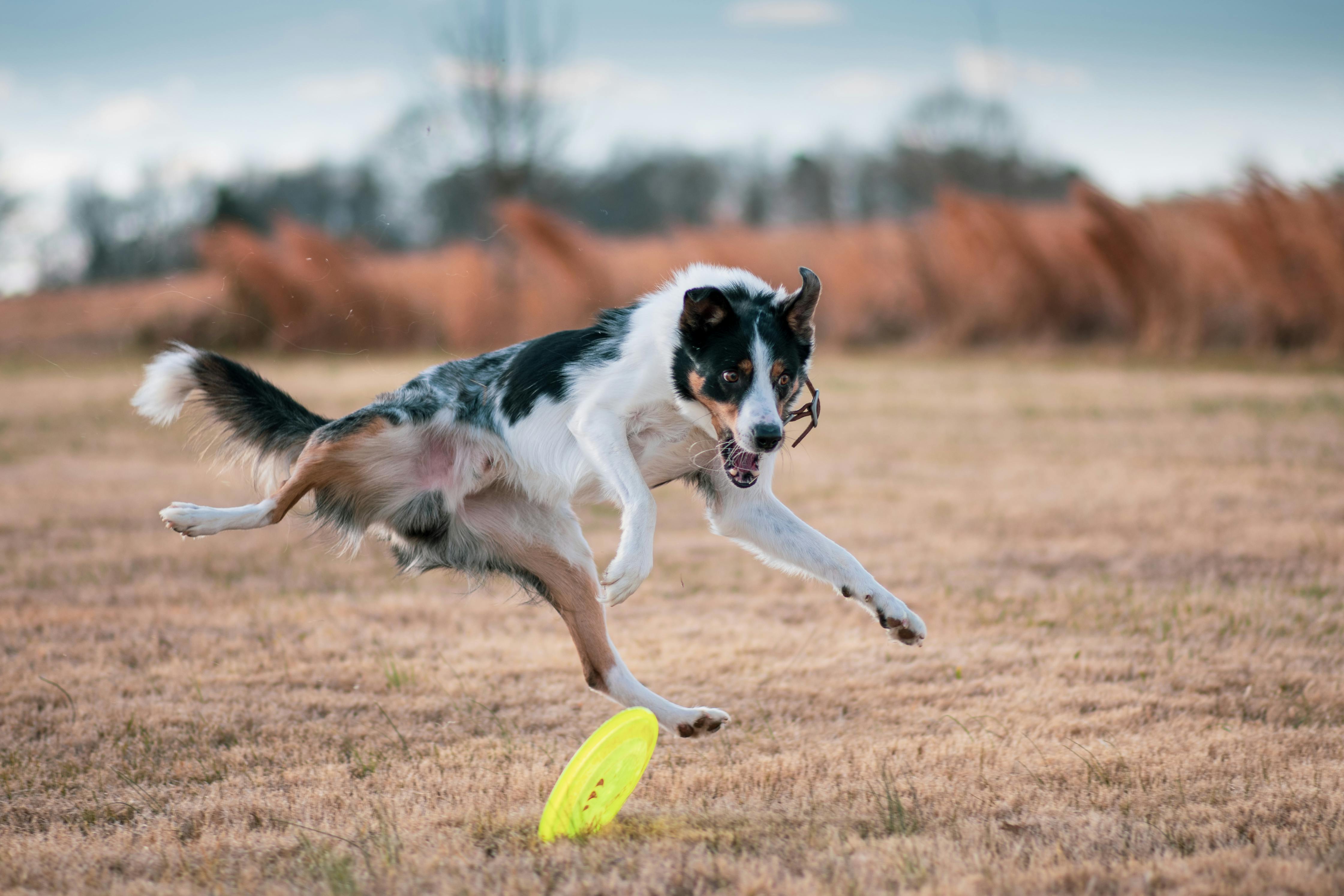 a border collie playing fetch