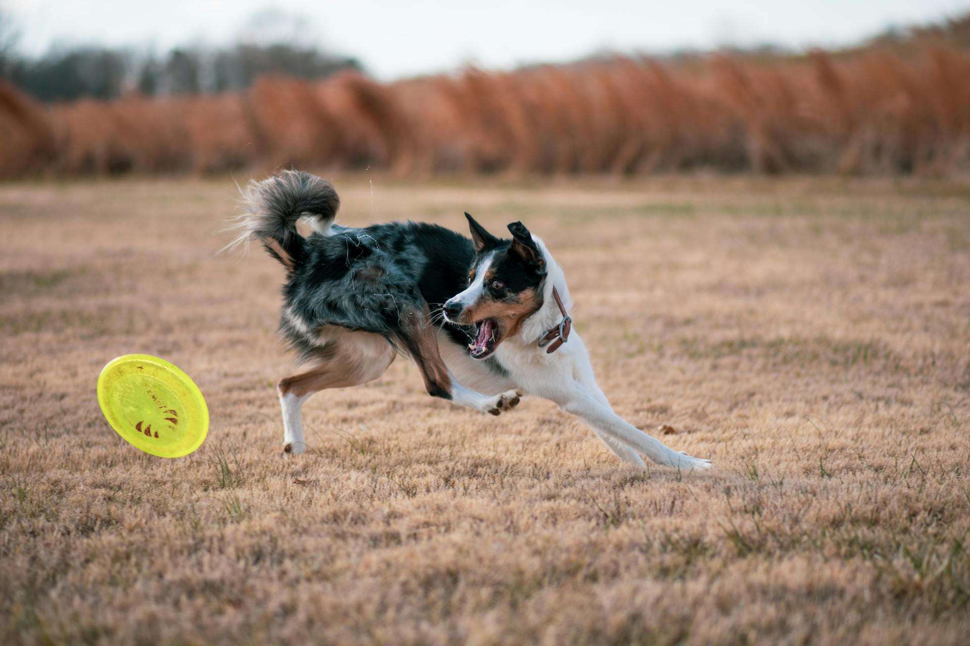 En svartvit border collie som springer på ett gräsfält