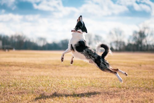 A Border Collie Jumping on a Grassy Field
