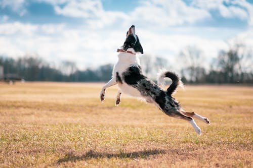 Ingyenes stockfotó állat, aranyos, border collie témában