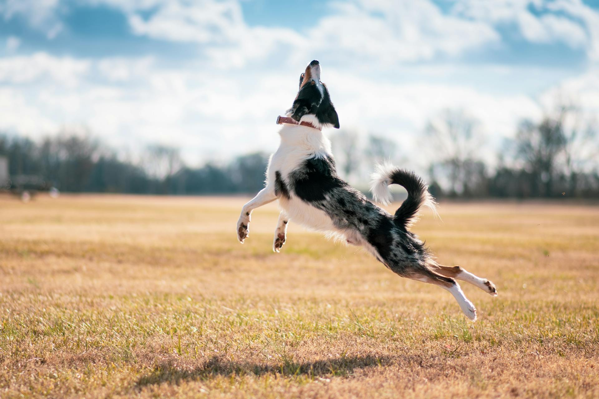 En bordercollie som hoppar på ett gräsfält