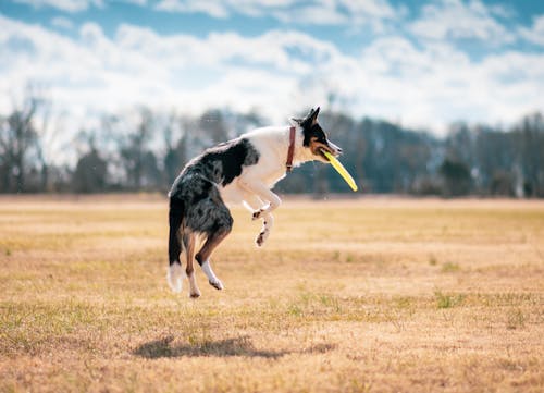 Free A Border Collie Jumping on a Grassy Field Stock Photo