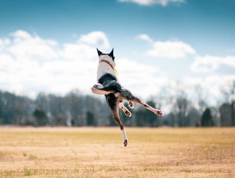 A Border Collie leaps energetically to catch a frisbee in a sunny, open field.